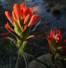 Castilleja foliolosa flower